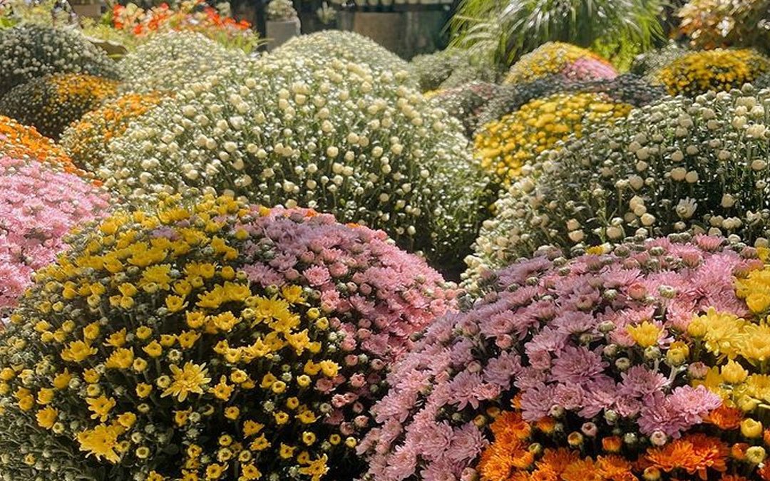 How to Care for Your Mums