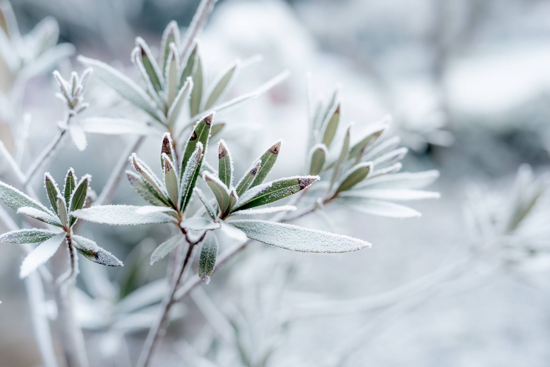 Frost on a plant